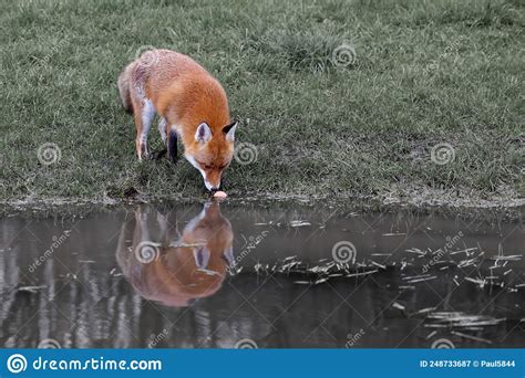 狐狸過水